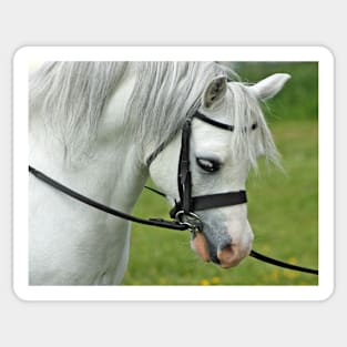 Welsh Mountain Pony Sticker